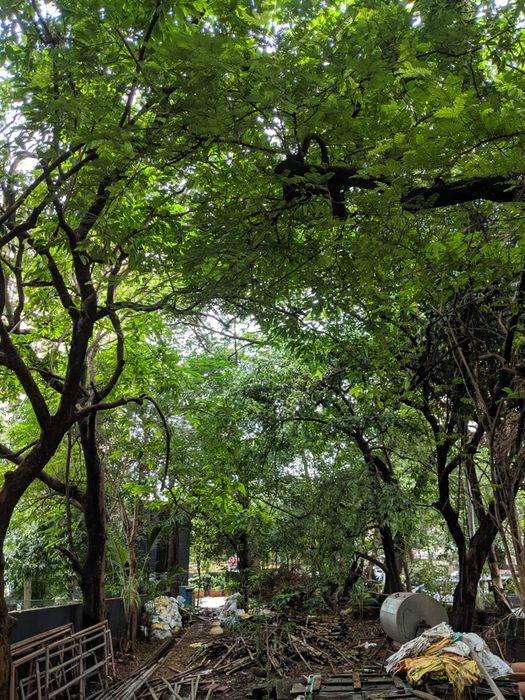 The overgrown top landing under the trees